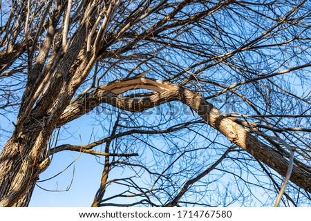 Close up view at broken branch of willow tree - possibly from heavy snow/ice at winter or hurricane wind at summer. Very thick branch was split up, form like O letter. Spring time