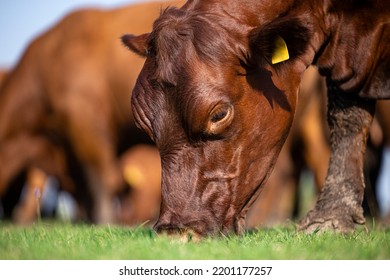 Close Up View Of Brown Angus Cow Eating Grass On The Field.