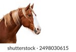 close up view of a brown horse with mane hair showing.  isolated on white background with copy space. cute adorable farm livestock mammal animal concept