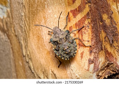 close up view of brown marmorated stink bug - Halyomorpha halys