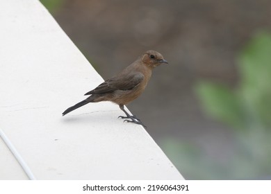 Close Up View Of Brown Rock Chat