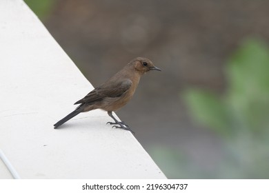 Close Up View Of Brown Rock Chat