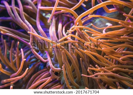 close up view of Bubble-tip(Entacmaea quadricolor) anemone
