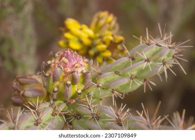 A close up view of a budding Cholla Cacti flower in Santa Fe, New Mexico.