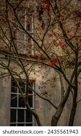 Close up view of building and tree.