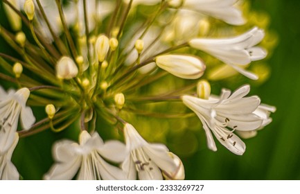 Close up view of bunch of white flowers.