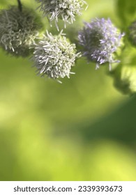 Close up view of a bunch of white tiny flower with blurry background
