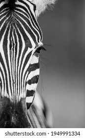 Close up view of a Burchell's Zebra