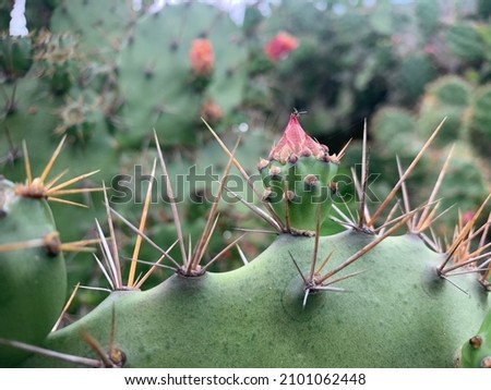 Close up view cactaceae cactus flower on hills selective focus