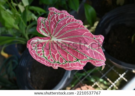 Close up view of  Caladium bicolor with pink leaf and green veins (Florida Sweetheart)