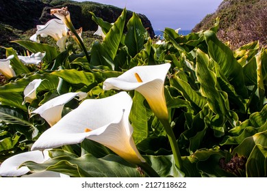 Close up view of Calla Lilies in a valley - Shutterstock ID 2127118622