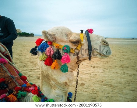 Close view of camel head decorated with bright tassels and harness in sandy desert. Cultural travel concept with warm tones and natural background. 