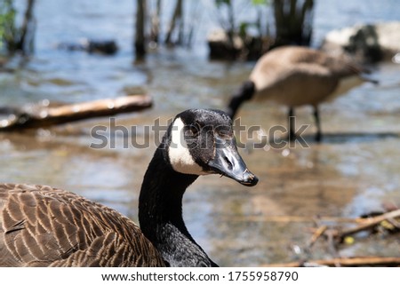 Close up view of a Canadian goose at the natural park 