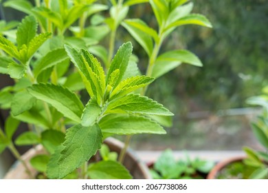 Close Up View Of Candyleaf Plant Leaves With Daylight Indoors Stevia Rebaudiana