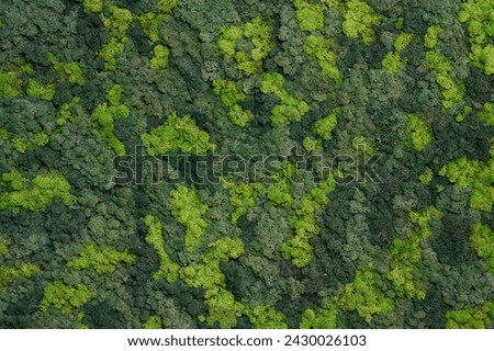 close up view of a canvas made of natural moss of different colors, high resolution