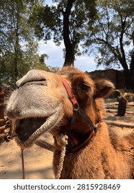 A close up view of a captive bactrian camel (Camelus bactrianus) on a sunny day, showing its mouth slightly open and highlighting its distinctive facial features, textured fur, and expressive appearance. The image is suitable for themes related to wildlife, zoos, mammals, animal behavior, conservation, and education.