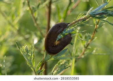 A close view captures a large red slug gripping a green plant stem with its textured body glistening in sunlight. Delicate feathery leaves surround the creature.