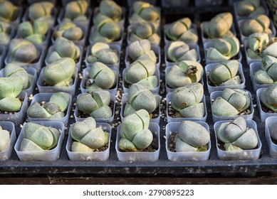 A close up view captures rows of small potted pleiospilos nelii split rock succulent plants for sale at the Flower Market in Hong Kong