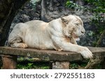 Close view captures white tiger resting calmly, highlighting facial features, pale fur, and a peaceful captive moment.