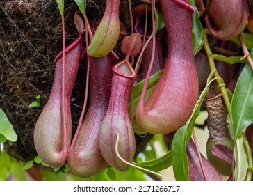 Close Up View Of Carnivores Pitcher Plant