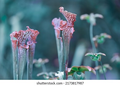 Close up view of carnivores pitcher plants, selective focus.