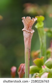 Close Up View Of Carnivores Pitcher Plants, Selective Focus.