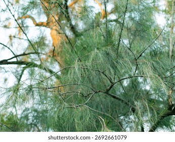 Close up view of casuarina pine tree branches with delicate needle leaves moving in gentle wind