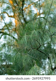 Close up view of casuarina pine tree branches with delicate needle leaves moving in gentle wind