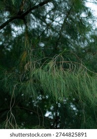 Close up view of casuarina pine tree branches with delicate needle leaves moving in gentle wind