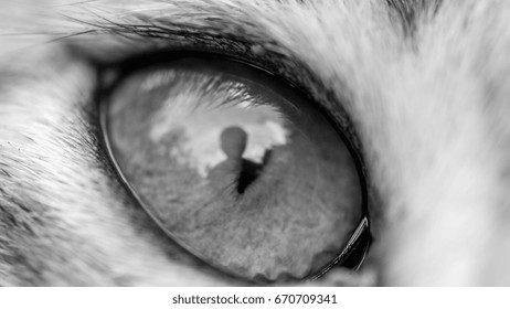 Close up view of cat eye