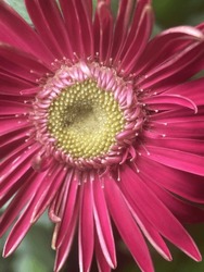 Close Up View Of A Center Of A Red Daisy After Rain