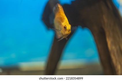 Close up view of checkerboard discus fish cichlid swimming in aquarium. Sweden. - Shutterstock ID 2218354899
