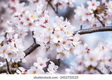 Close up view of cherry blossom in full bloom, Japan - Powered by Shutterstock