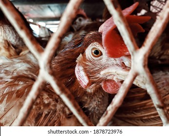 Close Up View Of Chicken In A Cage