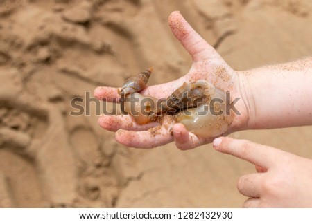 Similar – Image, Stock Photo Child holding two snail shells in her hand