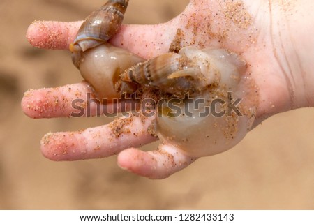 Similar – Image, Stock Photo Child holding two snail shells in her hand