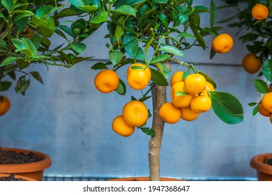 Close Up View Of Citrus Tree Home Plant. Sweden.