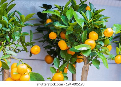 Close Up View Of Citrus Tree Home Plant. Sweden.