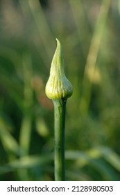 Close Up View Of A Closed Flower Bud