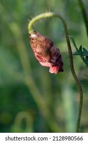 Close Up View Of A Closed Flower Bud