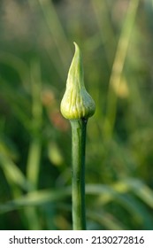 Close Up View Of A Closed Flower Bud