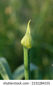 Close Up View Of A Closed Flower Bud