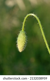 Close Up View Of A Closed Flower Bud