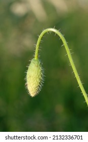 Close Up View Of A Closed Flower Bud