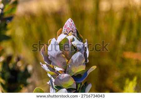 A close up view of a closed King Protea flowers growing in the Swartberg mountains in South Africa in springtime