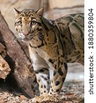 Close up view of a Clouded Leopard (Neofelis nebulosa)