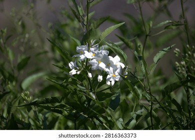 Close up view of a cluster of delicate white flowers with yellow centers surrounded by lush green foliage