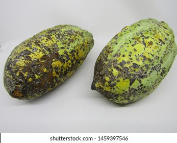 Close Up View Of Cocoa Fruit Pods Open Cut Half Slices And Exposing Coca Beans Inside. Fresh Raw Organic Grow Pick By Farmer From Tree Theobroma Cacao Plant Garden Farm. Yellow Brown Green Spots Color