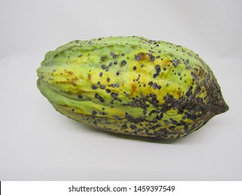 Close Up View Of Cocoa Fruit Pods Open Cut Half Slices And Exposing Coca Beans Inside. Fresh Raw Organic Grow Pick By Farmer From Tree Theobroma Cacao Plant Garden Farm. Yellow Brown Green Spots Color