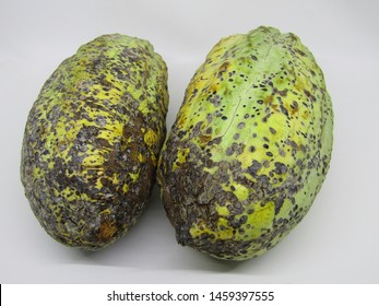 Close Up View Of Cocoa Fruit Pods Open Cut Half Slices And Exposing Coca Beans Inside. Fresh Raw Organic Grow Pick By Farmer From Tree Theobroma Cacao Plant Garden Farm. Yellow Brown Green Spots Color